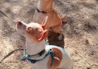 Nugget & Milo Dog Training Students